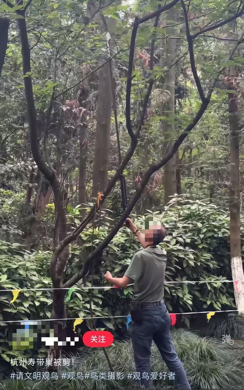 为拍清晰鸟类私锯树枝,杭州半山森林公园鸟巢遭破坏,景区:已安排专人值守 为拍清晰鸟类私锯树枝,杭州半山森林公园鸟巢遭破坏,景区:已安排专人值守
