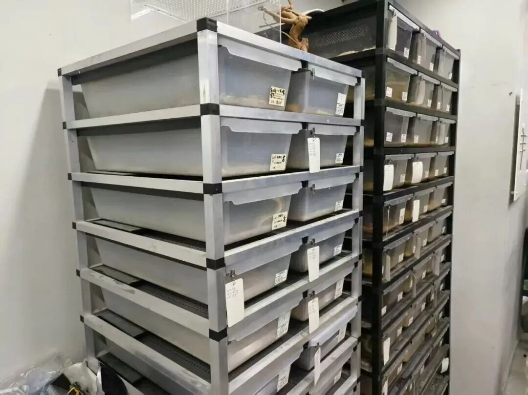 上海一办公楼内现异宠养殖腥臭弥漫!上百条蛇出没,还有活虫频繁“越狱”……官方回应 上海一办公楼内现异宠养殖腥臭弥漫!上百条蛇出没,还有活虫频繁“越狱”……官方回应