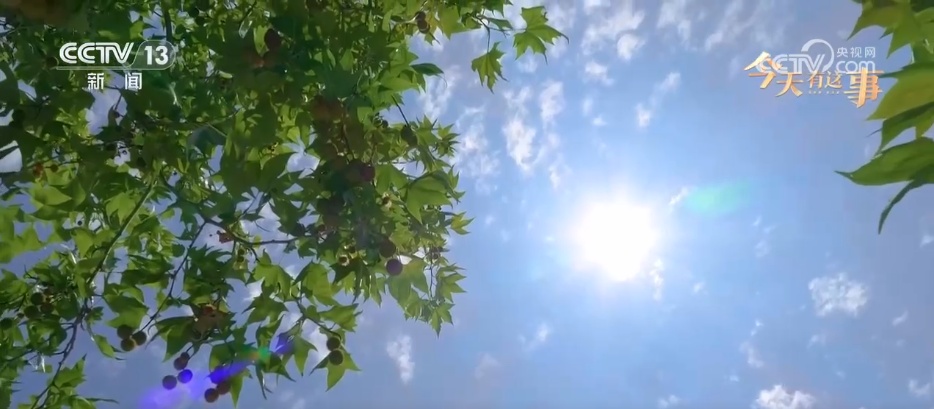 二十四节气 | 夏至：万物并秀向阳生 盛夏序章自此展开