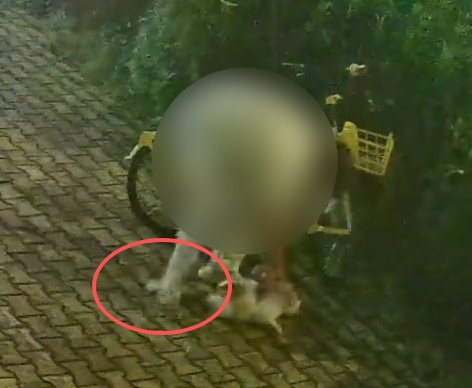 成都一男子当街三次踩踏猫咪尾巴致其骨折，猫咪收养人已报警