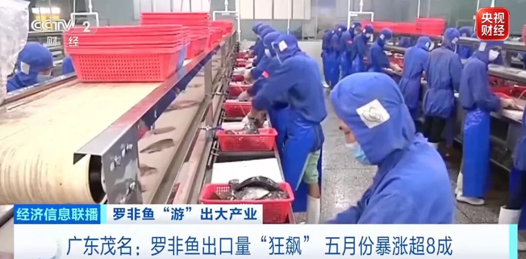 暴涨八成,边角料都能卖钱!这些广东人爱吃的,火了 暴涨八成,边角料都能卖钱!这些广东人爱吃的,火了