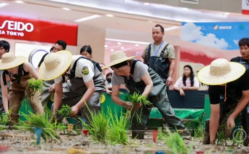 宁波一商场运40吨泥土举办室内插秧比赛，回应“浪费”质疑：赛后秧苗将移栽大田