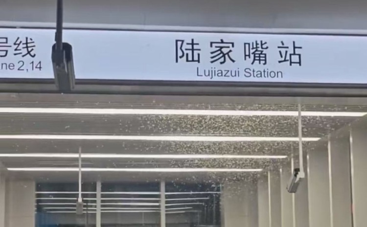 2号线陆家嘴站出入口现大量白蚁,上海地铁:已安排消杀处理 2号线陆家嘴站出入口现大量白蚁,上海地铁:已安排消杀处理