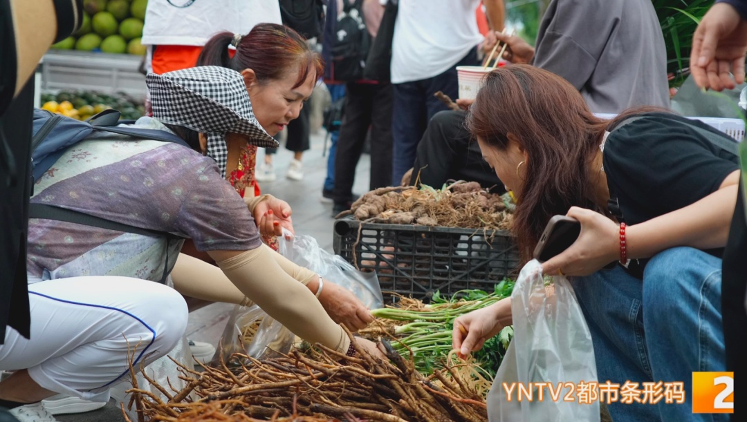 五月五换肠肚，云南人端午节的硬核养生：药根煲汤！中医提醒：不是人人都适合