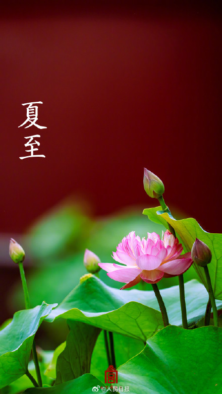 收藏故宫夏至荷花壁纸，愿你清爽自在！