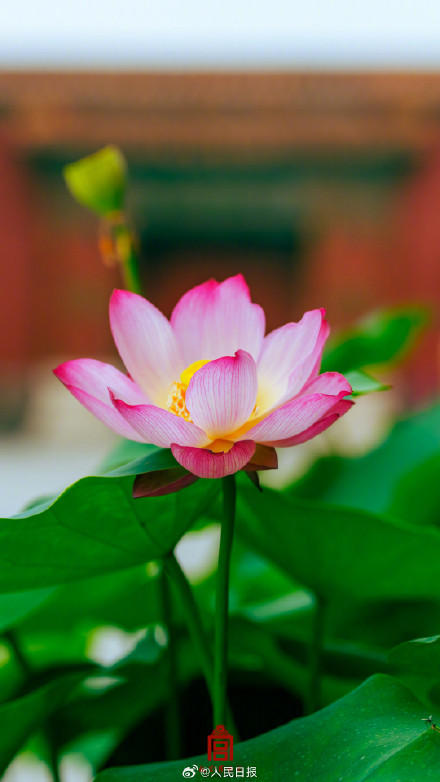 收藏故宫夏至荷花壁纸，愿你清爽自在！