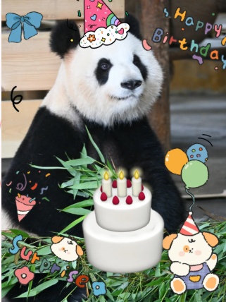 “大美”将办9岁生日会，长沙生态动物园发邀约