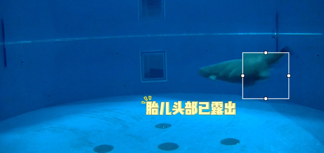 “小26”出生影像首度公开!首例“头位分娩”长江江豚迎来满月 “小26”出生影像首度公开!首例“头位分娩”长江江豚迎来满月