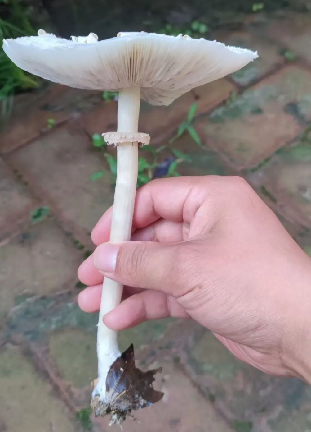 逛公园时千万要克制!六旬阿姨误食“ICU 菇”,治疗一周才出院 逛公园时千万要克制!六旬阿姨误食“ICU 菇”,治疗一周才出院