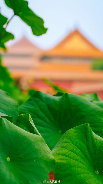 收藏故宫夏至荷花壁纸，愿你清爽自在！