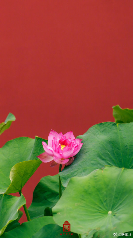 转发保存~故宫夏日荷花壁纸