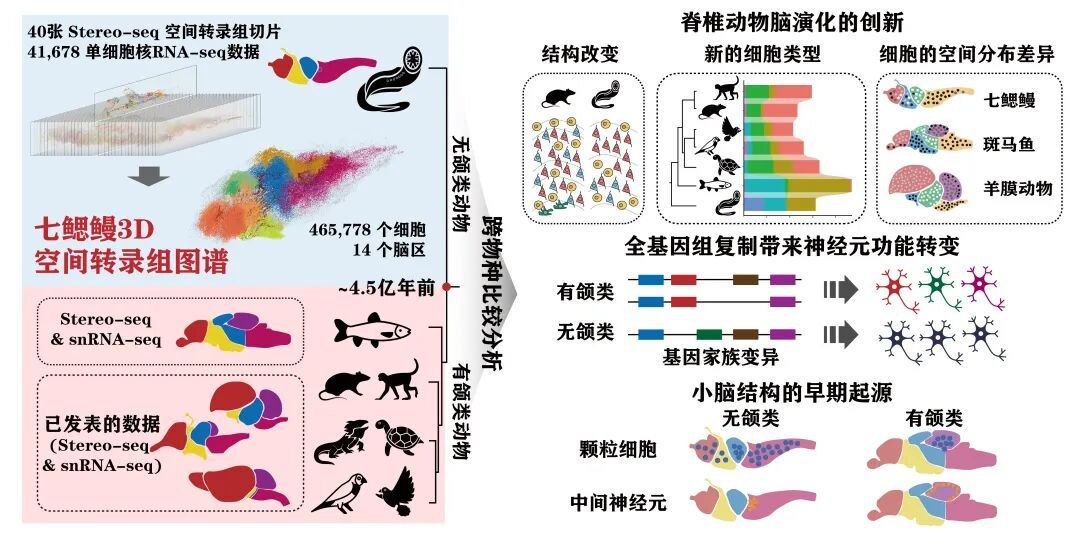 科学家绘制七鳃鳗全脑图谱，揭秘脊椎动物脑演化