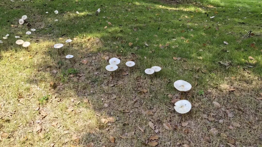 逛公园时千万要克制!六旬阿姨误食“ICU 菇”,治疗一周才出院 逛公园时千万要克制!六旬阿姨误食“ICU 菇”,治疗一周才出院