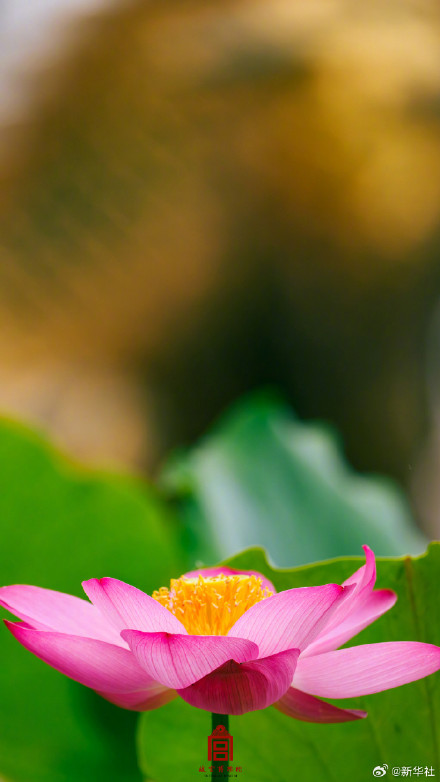 转发保存~故宫夏日荷花壁纸
