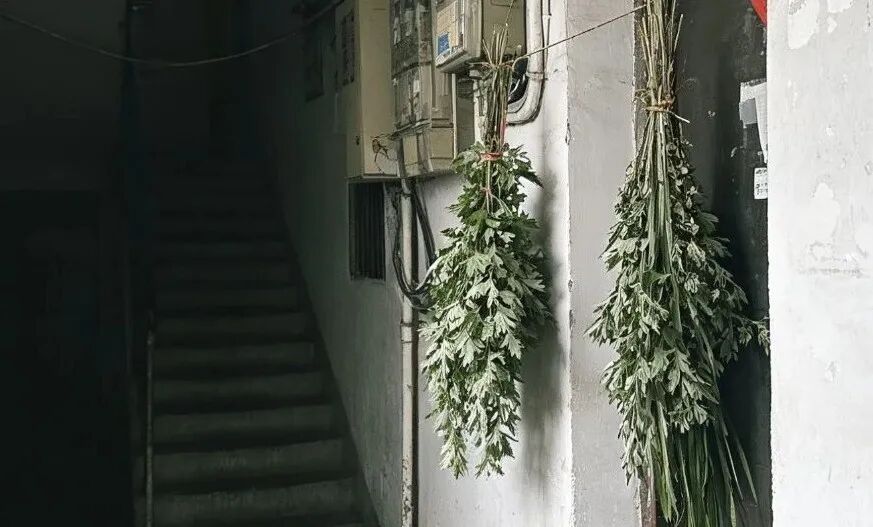 提示:门口挂的艾草,最好不要扔! 提示:门口挂的艾草,最好不要扔!