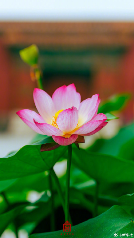 转发保存~故宫夏日荷花壁纸