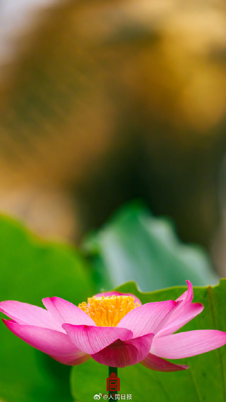 收藏故宫夏至荷花壁纸，愿你清爽自在！