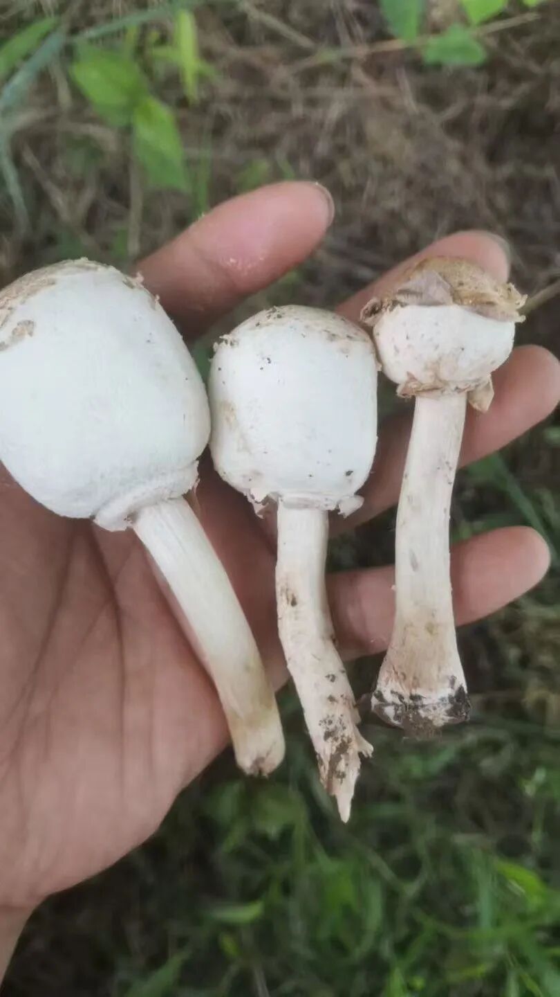 逛公园时千万要克制!六旬阿姨误食“ICU 菇”,治疗一周才出院 逛公园时千万要克制!六旬阿姨误食“ICU 菇”,治疗一周才出院