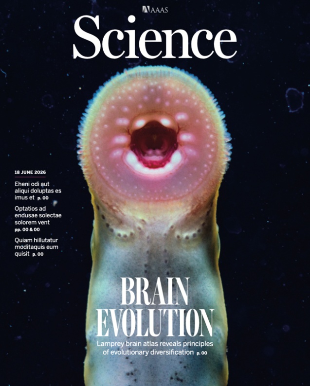 5亿年前脊椎动物的大脑长啥样?中国科学家给出“活化石”答案 5亿年前脊椎动物的大脑长啥样?中国科学家给出“活化石”答案