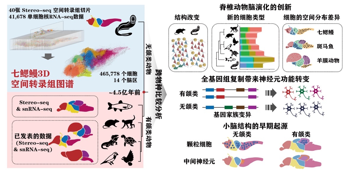 5亿年前脊椎动物的大脑长啥样?中国科学家给出“活化石”答案 5亿年前脊椎动物的大脑长啥样?中国科学家给出“活化石”答案