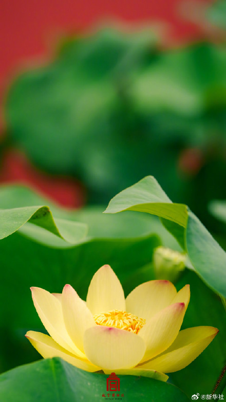 转发保存~故宫夏日荷花壁纸