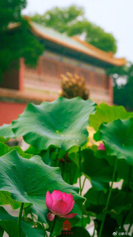 转发保存~故宫夏日荷花壁纸