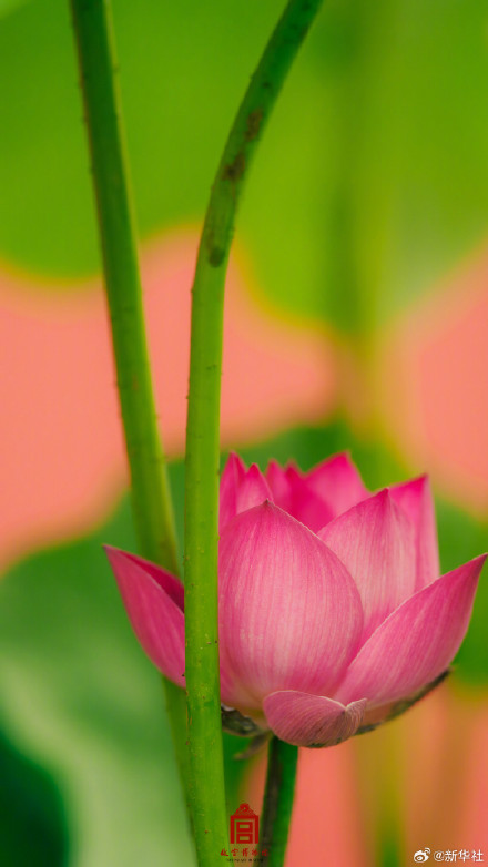 转发保存~故宫夏日荷花壁纸