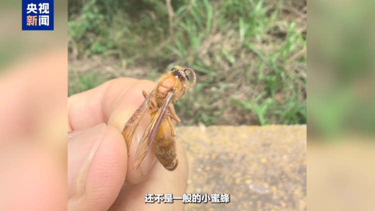 膝盖留下狰狞疤痕 全身16处被马蜂蜇伤 致敬这些缉毒英雄 膝盖留下狰狞疤痕 全身16处被马蜂蜇伤 致敬这些缉毒英雄