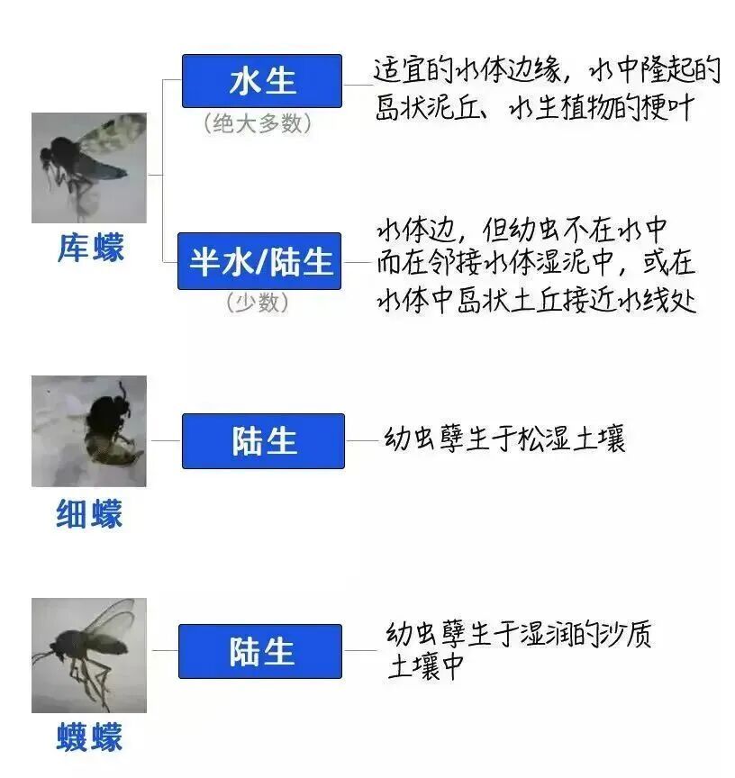 近期高发！被咬后奇痒无比