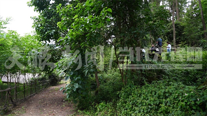 贵阳一地集体林木为何屡遭无证砍伐? 贵阳一地集体林木为何屡遭无证砍伐?
