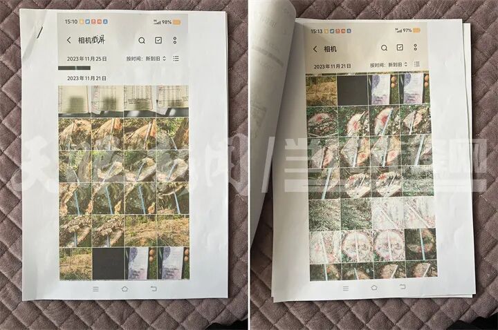 贵阳一地集体林木为何屡遭无证砍伐? 贵阳一地集体林木为何屡遭无证砍伐?