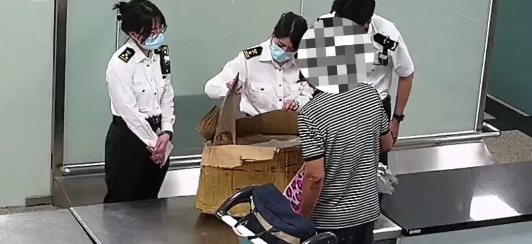 厦门机场一旅客行李散发浓烈海腥味，里面竟装有44件濒危鲨鱼翅，海关当场查处