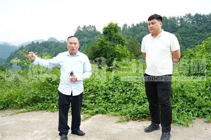 贵阳一地集体林木为何屡遭无证砍伐? 贵阳一地集体林木为何屡遭无证砍伐?