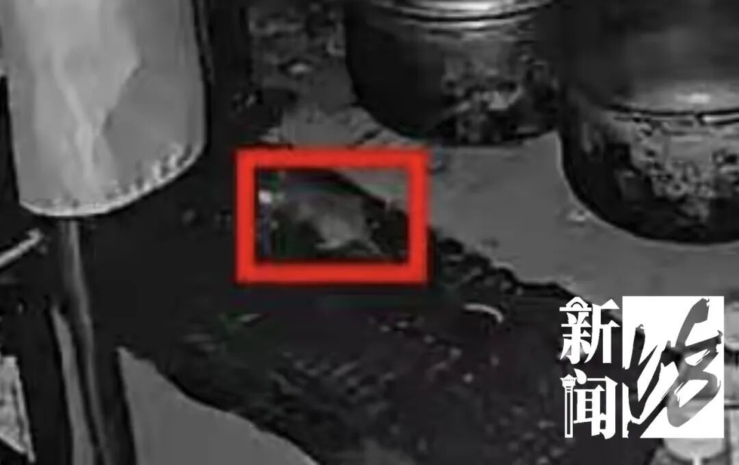 上海一餐厅后厨惊现老鼠!AI紧急通报,执法人员立马上门… 上海一餐厅后厨惊现老鼠!AI紧急通报,执法人员立马上门…