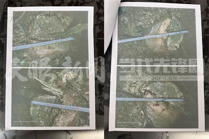 贵阳一地集体林木为何屡遭无证砍伐? 贵阳一地集体林木为何屡遭无证砍伐?