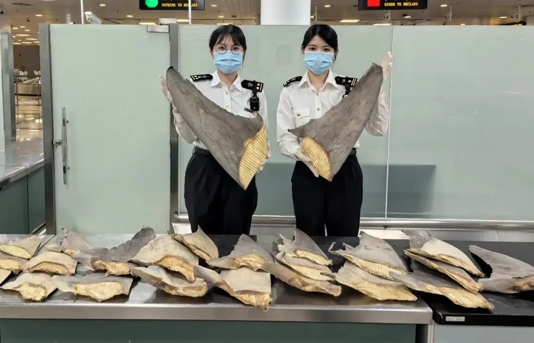 厦门机场一旅客行李散发浓烈海腥味，里面竟装有44件濒危鲨鱼翅，海关当场查处