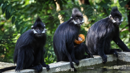 贵州水城黑叶猴喜添金宝宝 贵州水城黑叶猴喜添金宝宝