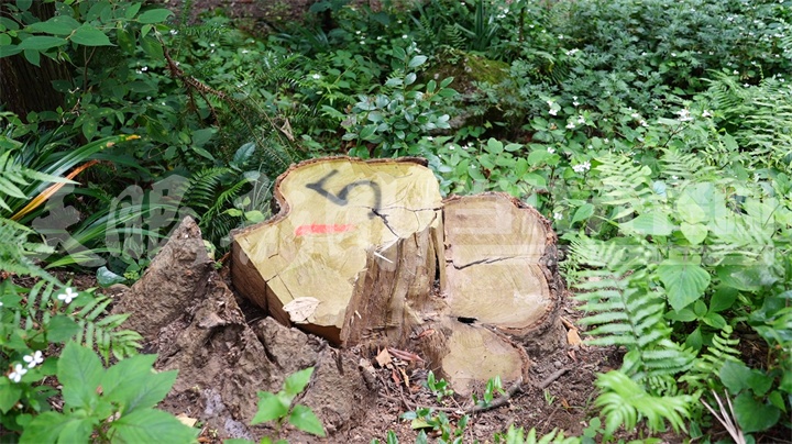 贵阳一地集体林木为何屡遭无证砍伐? 贵阳一地集体林木为何屡遭无证砍伐?