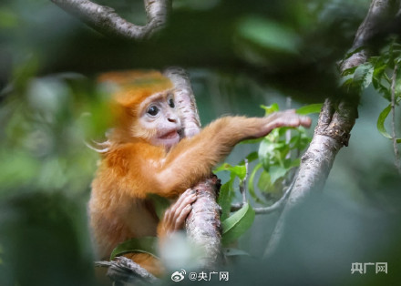贵州水城黑叶猴喜添金宝宝 贵州水城黑叶猴喜添金宝宝