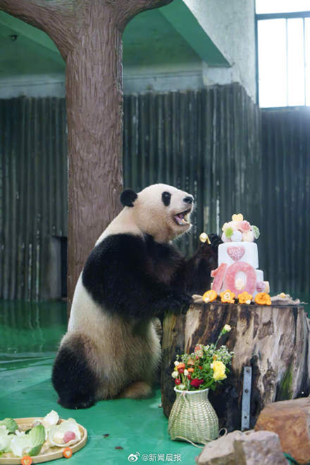 上动大熊猫星光10岁啦!大熊猫生日派对是世界杯主题,寿星竟赖床迟到10分钟 上动大熊猫星光10岁啦!大熊猫生日派对是世界杯主题,寿星竟赖床迟到10分钟