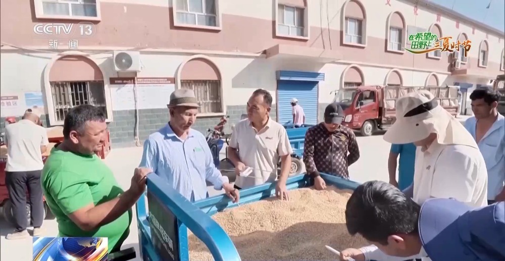 全国多地夏收夏管稳步推进 科技种粮稳丰收 全国多地夏收夏管稳步推进 科技种粮稳丰收