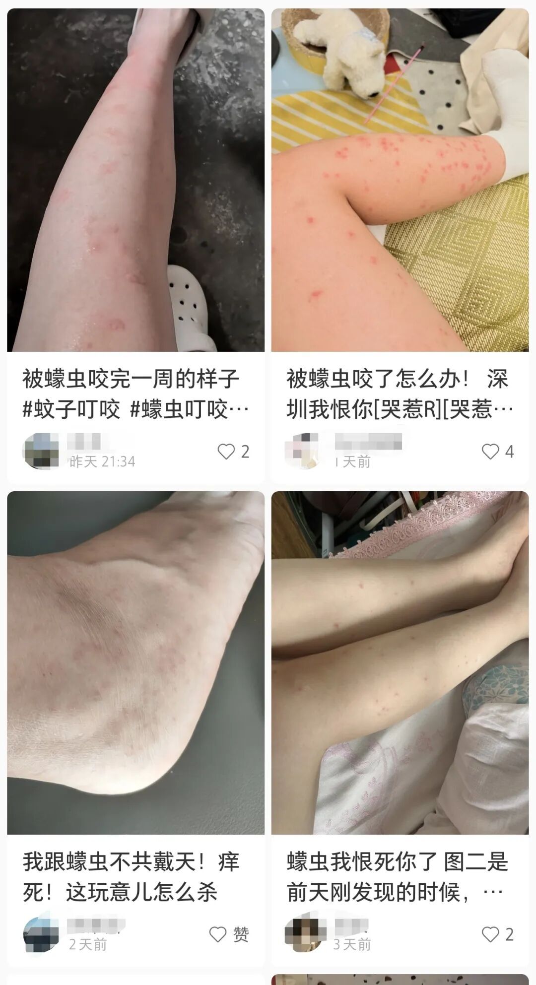 比蚊子更小，更毒！重庆人注意，这种虫子进入活跃期→