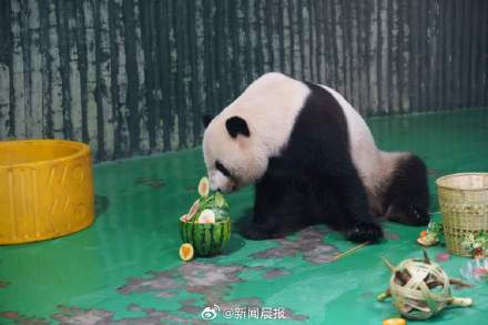 上动大熊猫星光10岁啦!大熊猫生日派对是世界杯主题,寿星竟赖床迟到10分钟 上动大熊猫星光10岁啦!大熊猫生日派对是世界杯主题,寿星竟赖床迟到10分钟