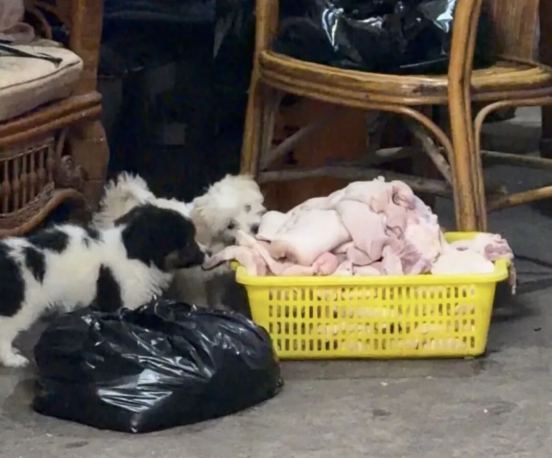 暴躁网红店“七万卤菜”食材放置地面被狗啃食，合肥通报