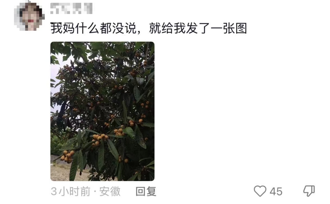 “我对我爸说杏熟了我就回去吃杏，然后我爸天天去看杏熟了没”