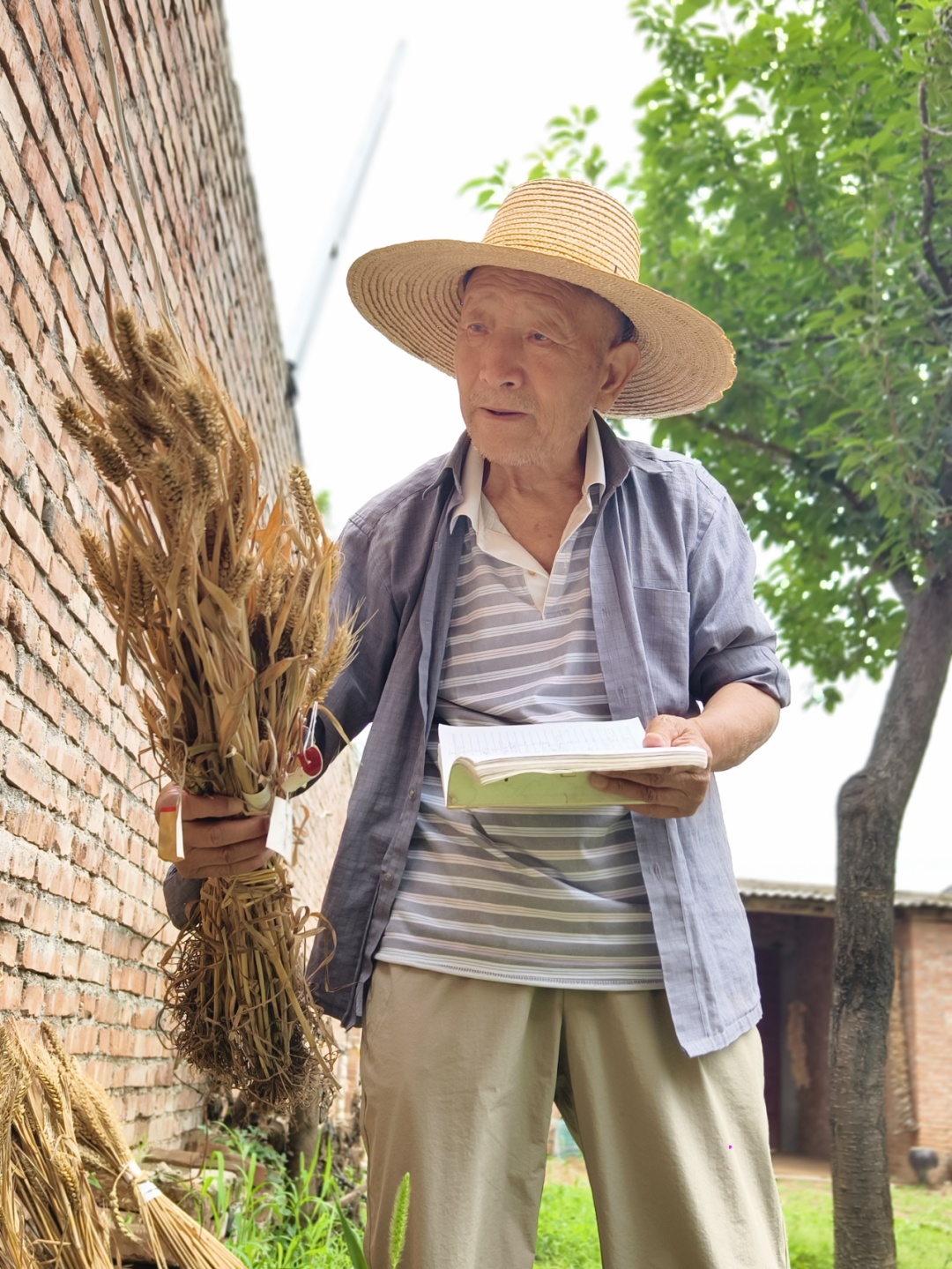 陕西八旬老人几十年痴迷育种 曾培育出“西麦158”