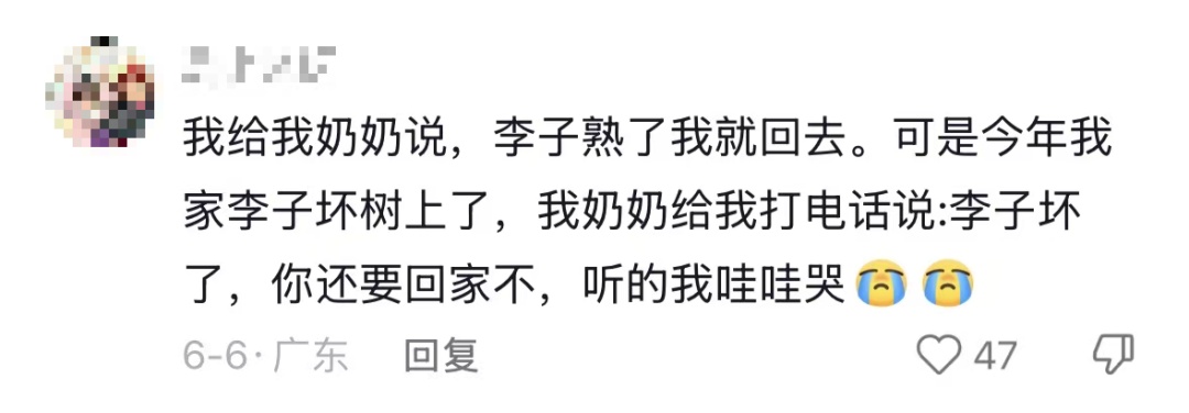 “我对我爸说杏熟了我就回去吃杏，然后我爸天天去看杏熟了没”