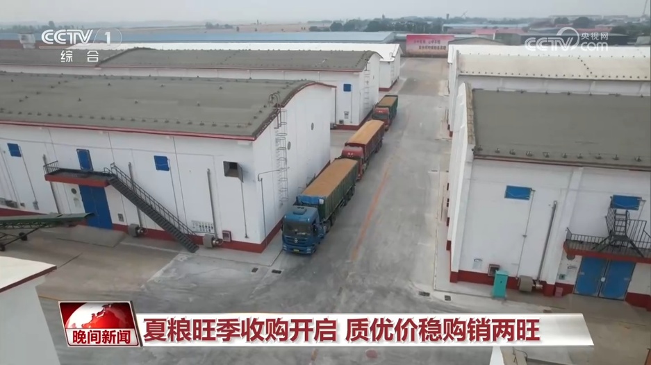 夏粮旺季收购开启 质优价稳购销两旺