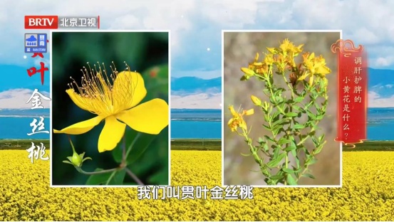 全身“虚”的人，有这10个表现！两杯茶祛湿、解郁、健脾，帮你把气血补回来~