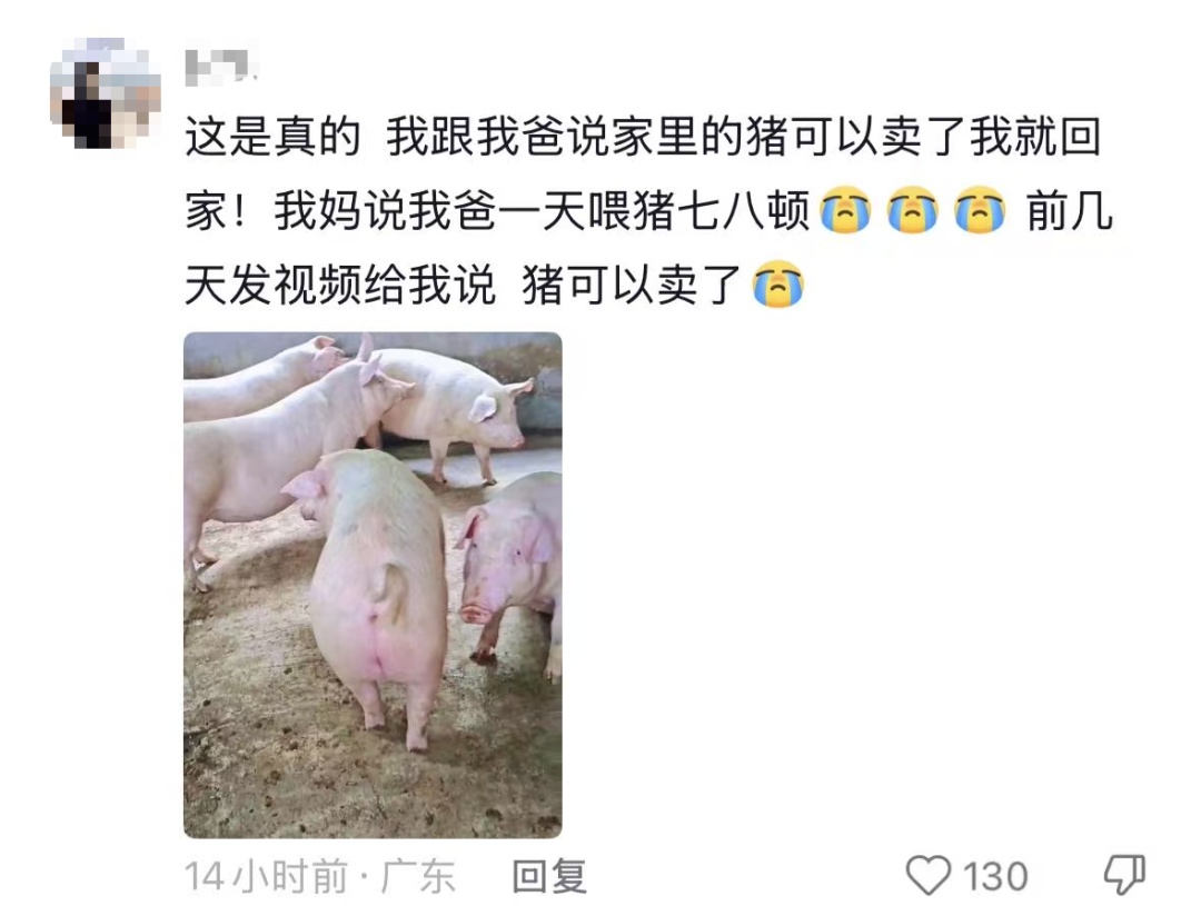 “我对我爸说杏熟了我就回去吃杏，然后我爸天天去看杏熟了没”